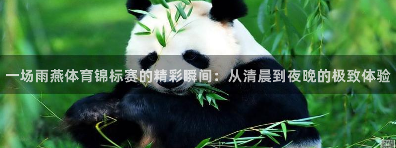 51视频在线直播nba：一场雨燕体育锦标赛的精彩瞬间：从清晨到夜晚的极致体验